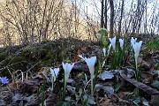 43 Crocus  (Crocus vernus)